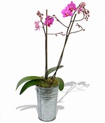Rov orchidej